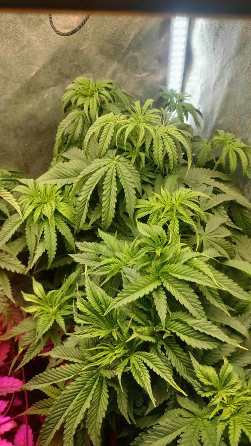 Apricot Candy- Paradise Seeds Bulk 2025. Week 4 - Apricot Candy - the third beauty ever. Powerful anarchic will to power on grow