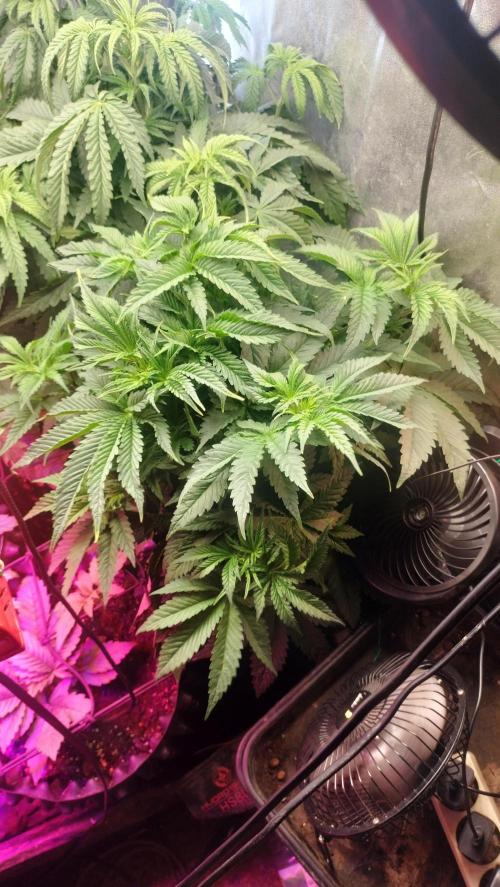 Apricot Candy- Paradise Seeds Bulk 2025. Week 4