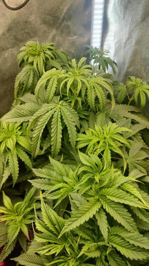 Apricot Candy- Paradise Seeds Bulk 2025. Week 4 - Apricot Candy - let's contemplate  on of the beauty on God's creations 