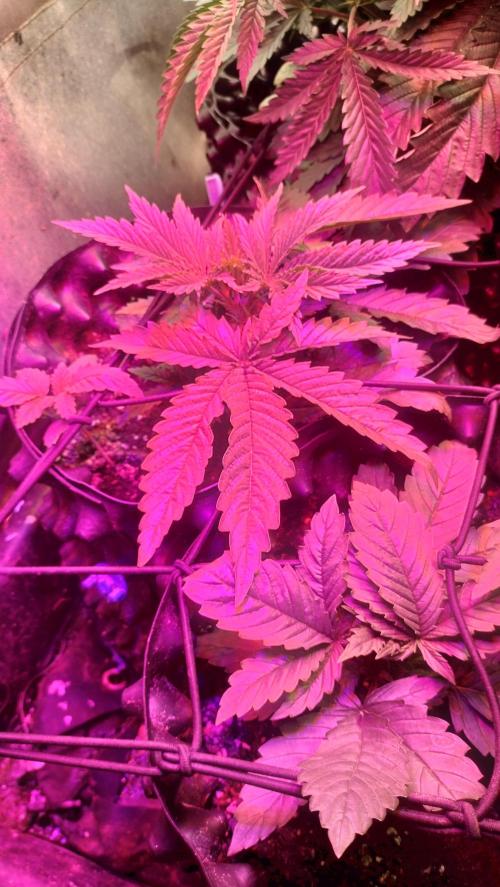 Fast Seeds Winter Season 2025. Week 1 - Apply of Phytoled Resin NX 2 400 panel - bluerple spectrum