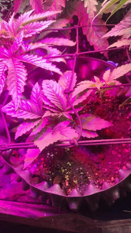 Fast Seeds Winter Season 2025. Week 1 - SoG Candy Fast GB X2 + Cherry Pie Fast / Sweet Skunk Fast 