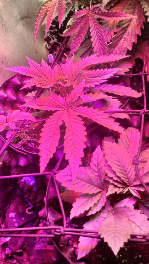 Fast Seeds Winter Season 2025. Week 1 - Full vegetative phase using bluerple spectrum LED - heavy blue graphic phase