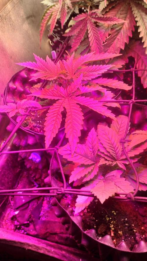 Fast Seeds Winter Season 2025. Week 1 - First weeks of blurple LEDs. - smashing appearance followed by huge strecht