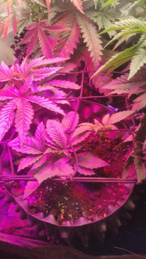 Fast Seeds Winter Season 2025. Week 1 - SoG/SCROG trelice use - intention of develop great number of seeds