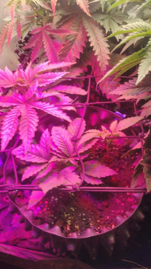 Fast Seeds Winter Season 2025. Week 1 - Many seeds/plants develop on a restricted area size - SOG strategy