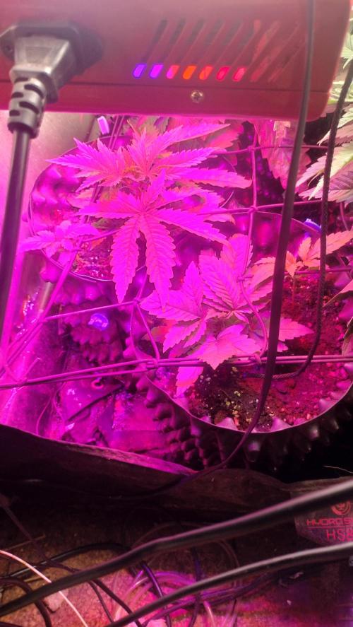 Fast Seeds Winter Season 2025. Week 1 - Image of the two 10 liter airpots used for development of 4 plants on short area