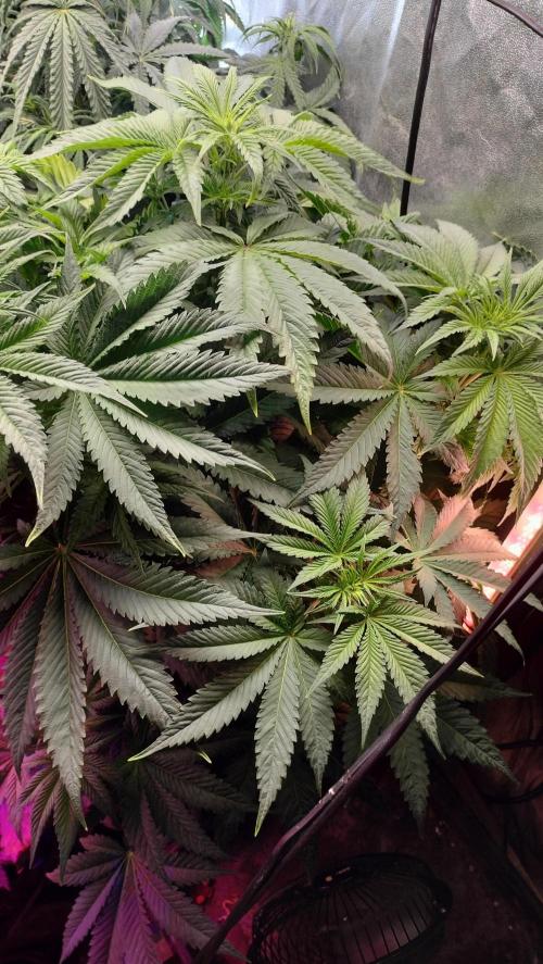 Txomango Winter Season 2025. Week 6 - Txomango - Flowering early stage - week 2