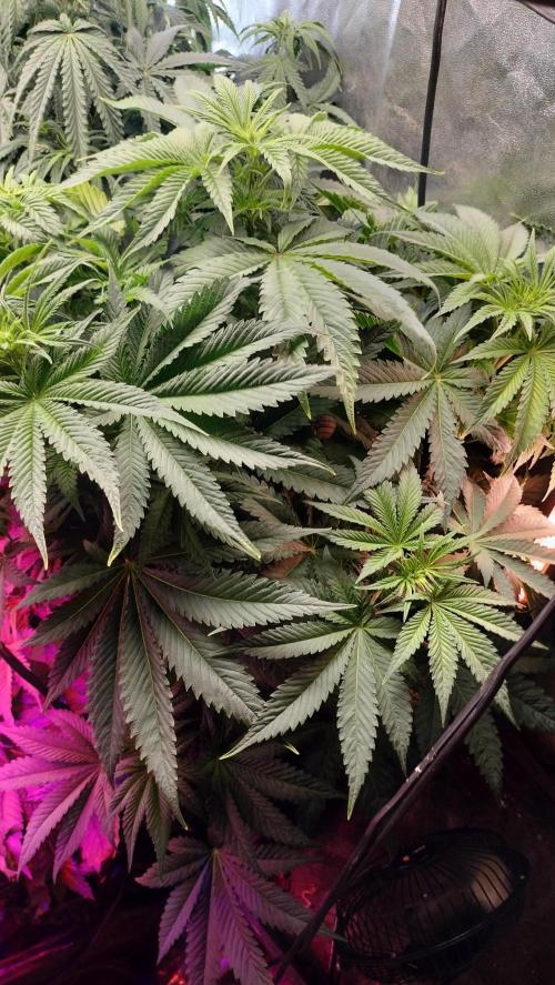 Txomango Winter Season 2025. Week 6 - Txomango - Heavy branching - Primary/Secondary