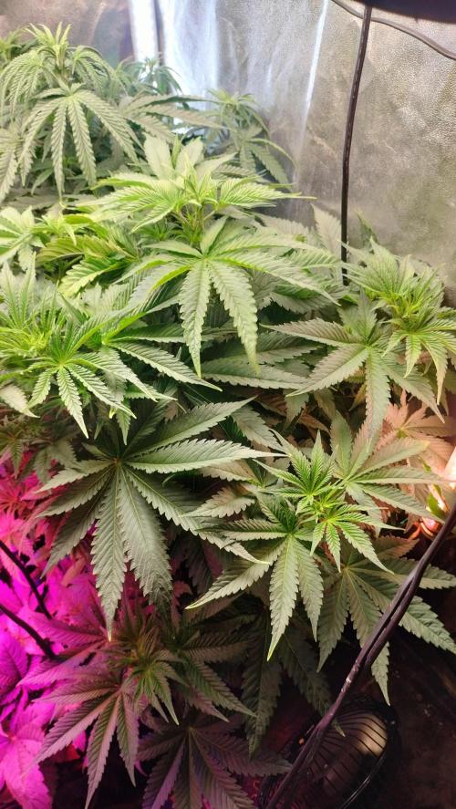 Txomango Winter Season 2025. Week 6 - Txomango - height stretching - Flowering week 2