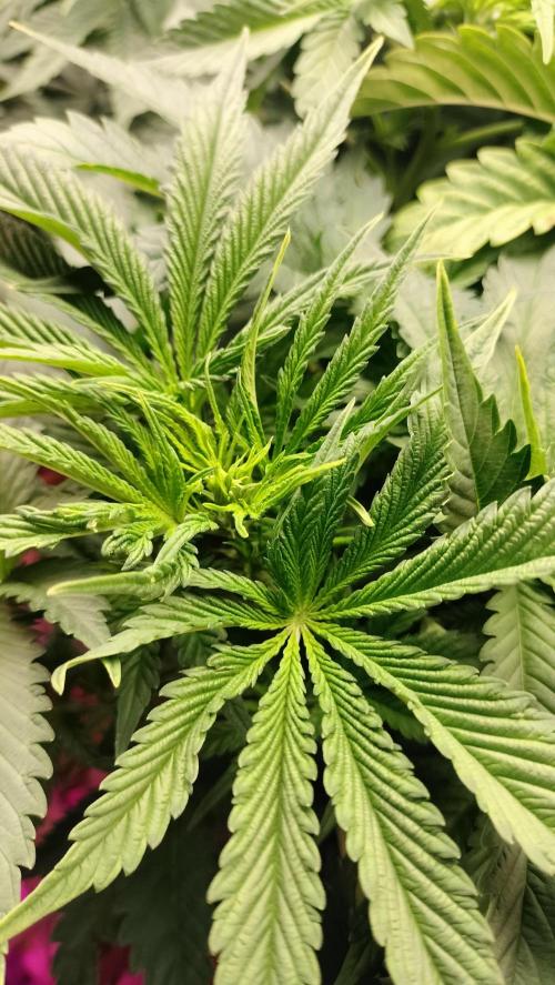 Txomango Winter Season 2025. Week 6 - Txomango - Flowering sketch upper cola