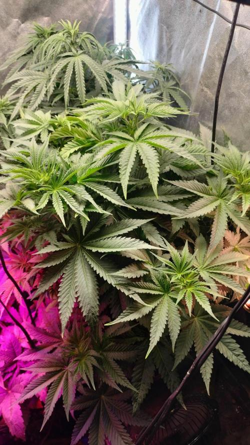 Txomango Winter Season 2025. Week 6 - Txomango (Genethik) - overall week 7