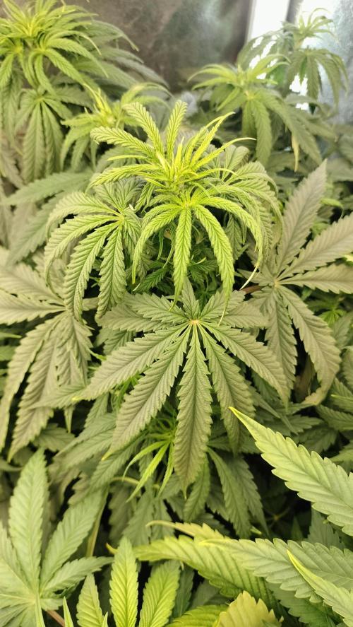 Animal Mints Cogolandia Bulk Winter 25. Week 6 - Animal Mints - Diverse canopy points over central cola - Flowering week 2