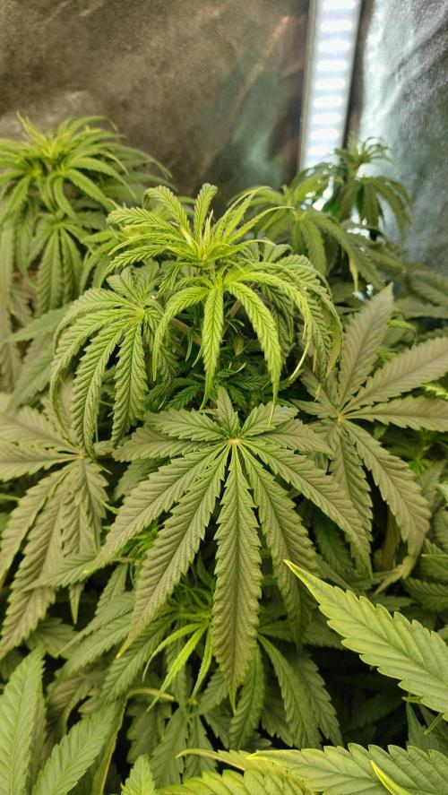 Animal Mints Cogolandia Bulk Winter 25. Week 6 - Animal Mints - Center cola canopy 