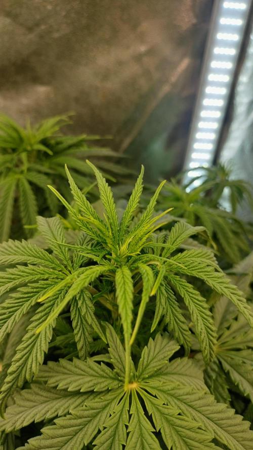 Animal Mints Cogolandia Bulk Winter 25. Week 6 - Animal Mints - Cola Bud sketch - early Flowering stage