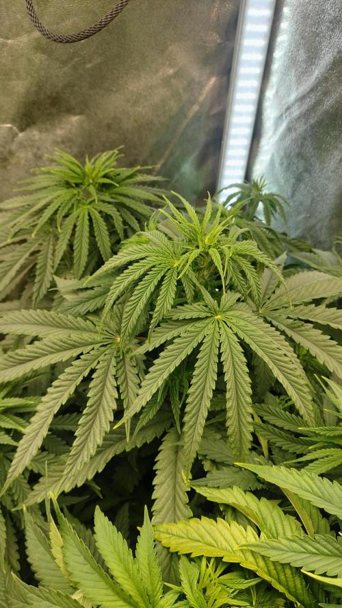 Animal Mints Cogolandia Bulk Winter 25. Week 6 - Animal Mints - developing bud points