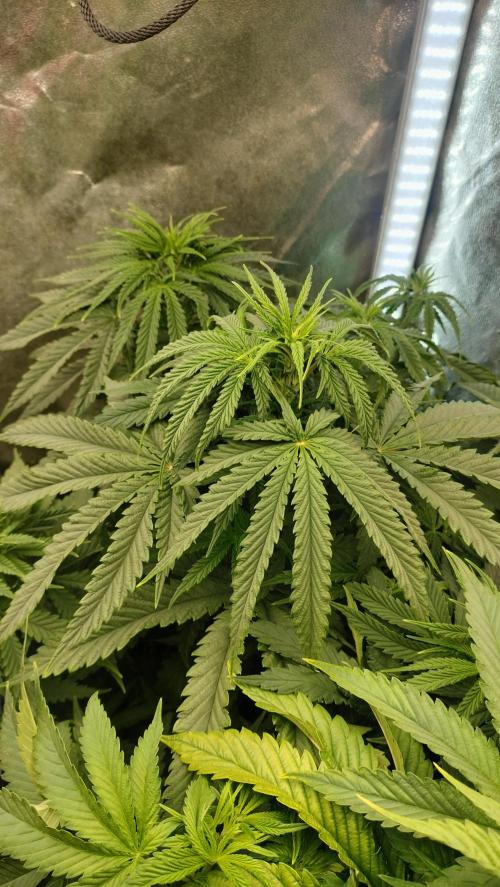 Animal Mints Cogolandia Bulk Winter 25. Week 6 - Animal Mints (Cogolandia) - Flowering stage - week 2