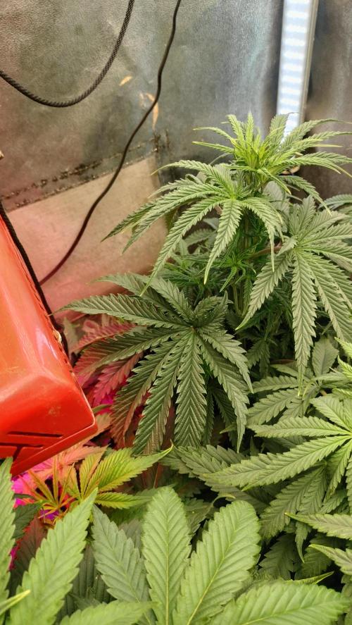 Apricot Candy- Paradise Seeds Bulk 2025. Week 6 - Apricot Candy - early Flowering stage week 2