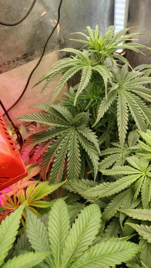 Apricot Candy- Paradise Seeds Bulk 2025. Week 6 - Apricot Candy - Center cola + secondary branching/bud spots