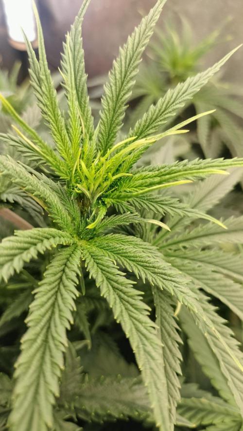 Apricot Candy- Paradise Seeds Bulk 2025. Week 6 - Apricot Candy - Central cola bud sketch