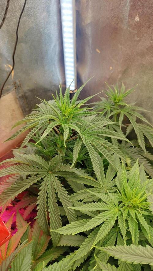 Apricot Candy- Paradise Seeds Bulk 2025. Week 6 - Apricot Candy - Flowering stage week 2 