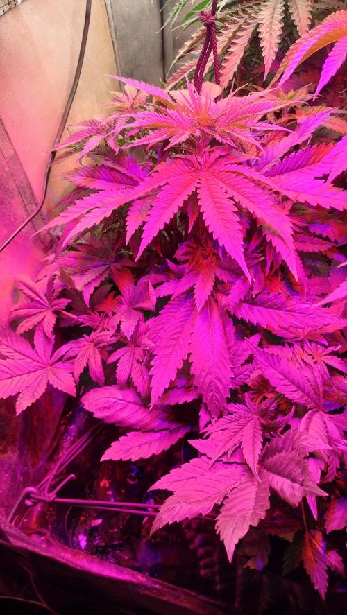 Fast Seeds Winter Season 2025. Week 4 - Critical Fast GB