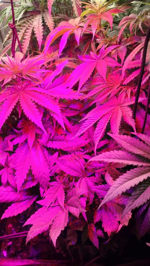 Fast Seeds Winter Season 2025. Week 4 - Sweet Skunk Fast 