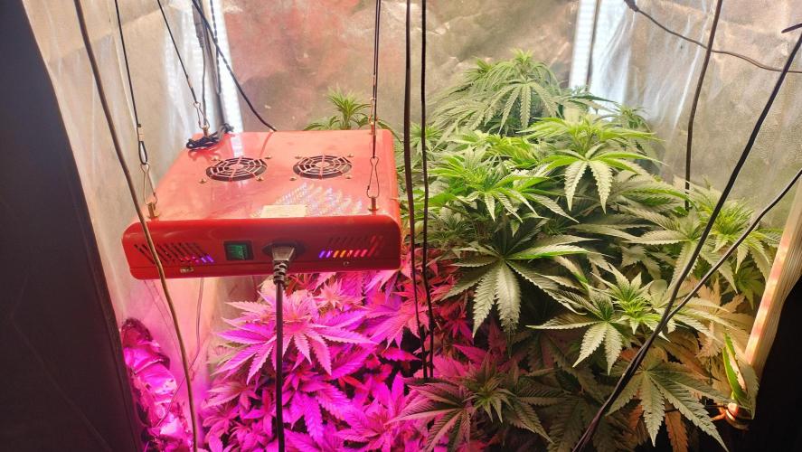 Fast Seeds Winter Season 2025. Week 4 - Overall view of grow room - Purple LED (Fast strains / Full Spectrum LED 