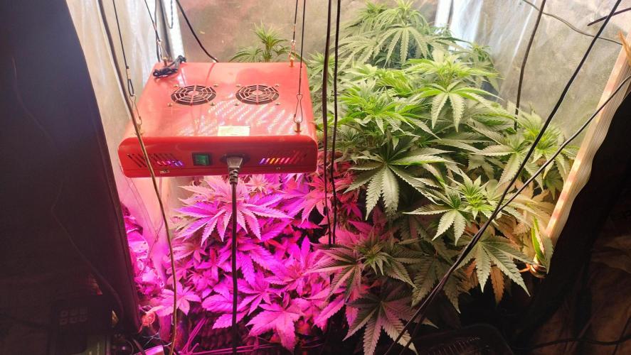 Fast Seeds Winter Season 2025. Week 4 - Overall view over Fast strains