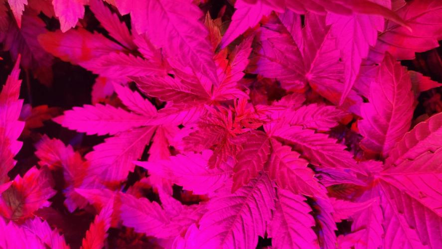 Fast Seeds Winter Season 2025. Week 4 - Canopy Sweet Skunk Fast Version ( Sweet Seeds )