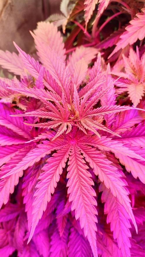 Fast Seeds Winter Season 2025. Week 4 - Canopy Critical Fast GB