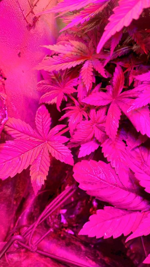 Fast Seeds Winter Season 2025. Week 4 - Cherry Pie Fast (smaller pheno)