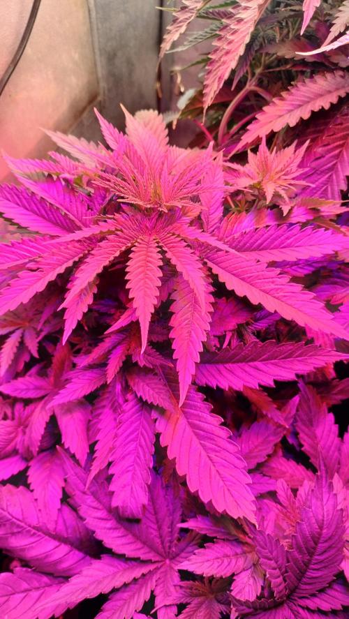 Fast Seeds Winter Season 2025. Week 4 - Height strecht on canopies - Fast strains