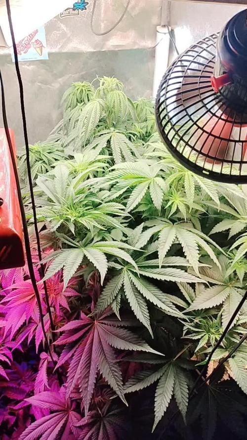 Apricot Candy- Paradise Seeds Bulk 2025