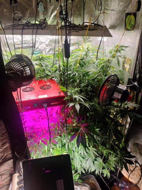 Fast Seeds Winter Season 2025. Week 6 - Full blooming - week 5 - Flowering stage over Blurple led