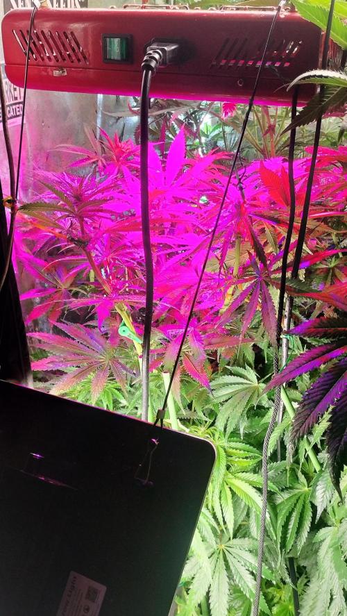Fast Seeds Winter Season 2025. Week 6 - Flowering top over Blurple LED - base full spectrum / internode expansion base