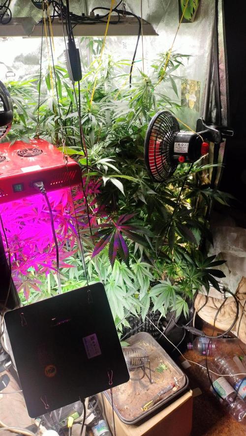 Fast Seeds Winter Season 2025. Week 6 - Blurple LED on SoG development