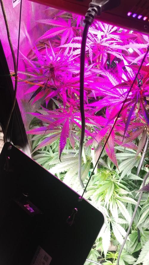 Fast Seeds Winter Season 2025. Week 6 - Top area flowering -conpletw bud expression on top