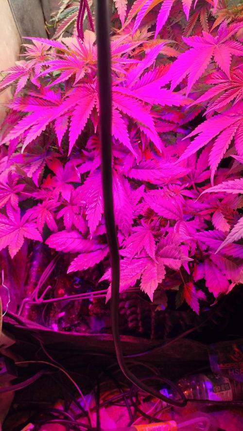 Fast Seeds Winter Season 2025. Week 6 - Bud expression on top Blurple area