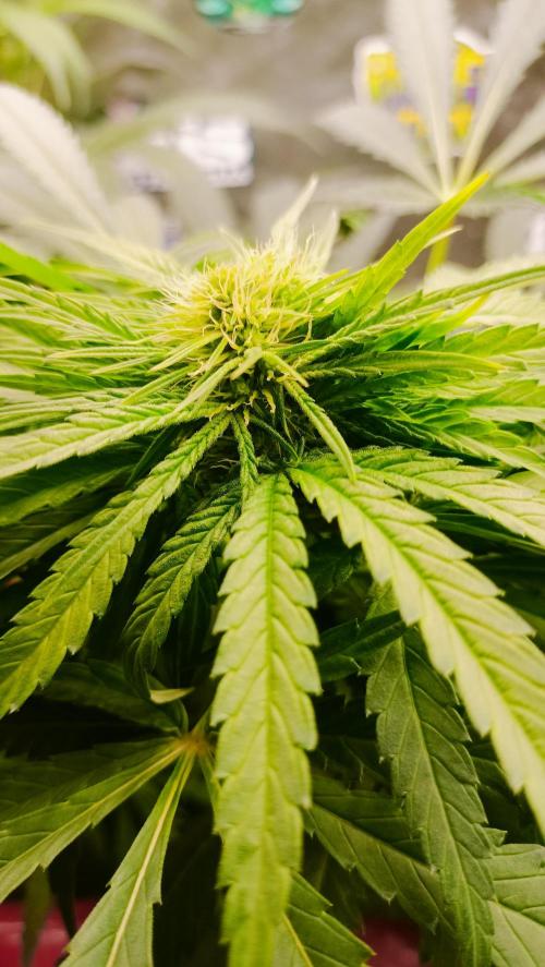 Txomango Winter Season 2025. Week 10