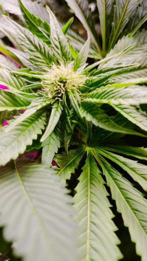 Txomango Winter Season 2025. Week 10