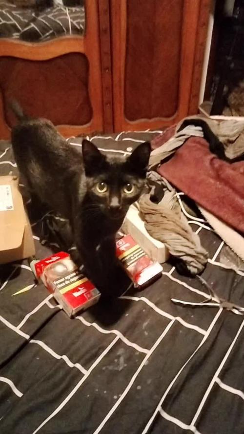 Animal Mints Cogolandia Bulk Winter 25