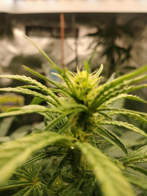 Animal Mints Cogolandia Bulk Winter 25. Week 9