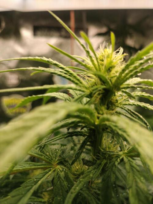 Animal Mints Cogolandia Bulk Winter 25. Week 9