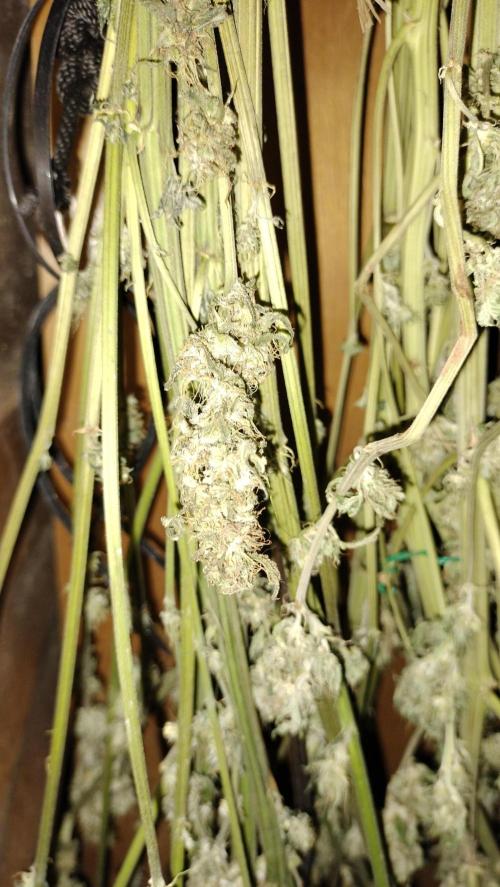 Apricot Candy- Paradise Seeds Bulk 2025. Week 13 - Buds drying