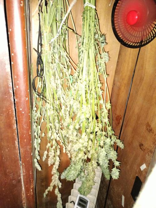 Apricot Candy- Paradise Seeds Bulk 2025. Week 13 - Dry closet