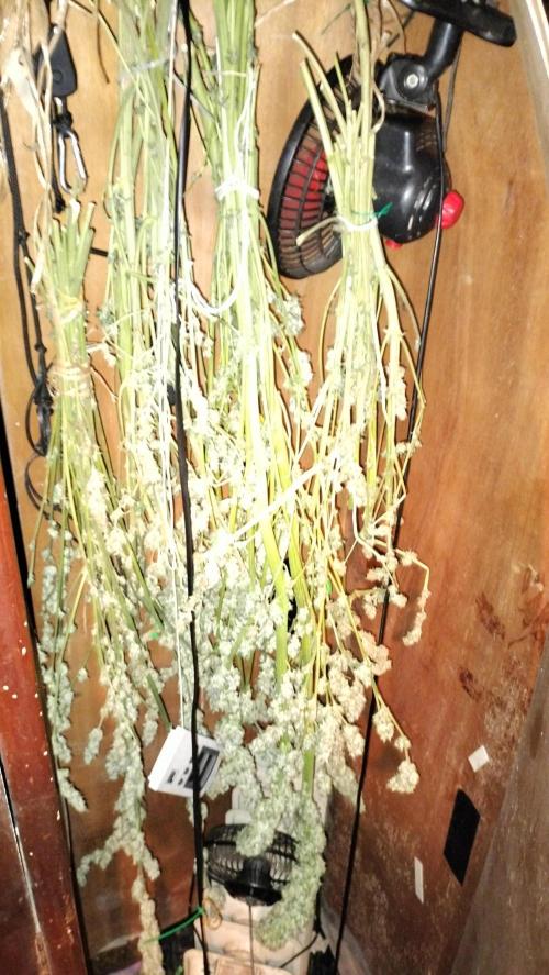 Fast Seeds Winter Season 2025. Week 10 - General dry sights on closet