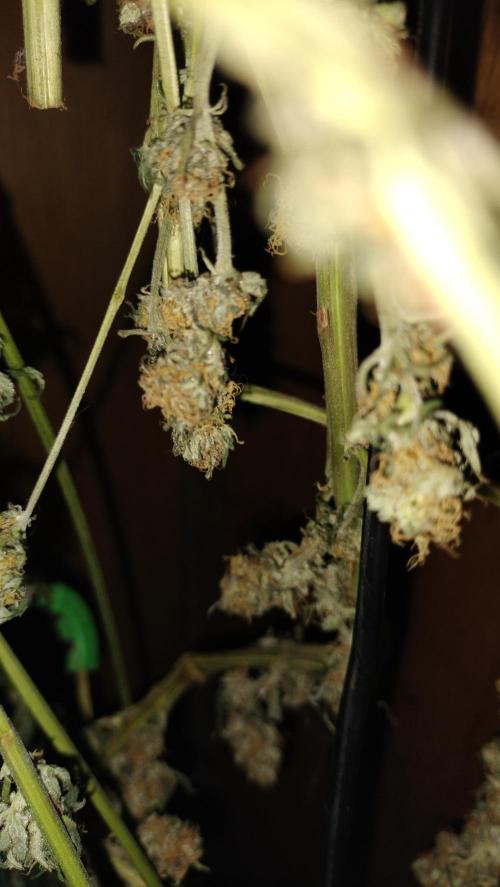 Fast Seeds Winter Season 2025. Week 10 - A Sweet Skunk fast bud. 