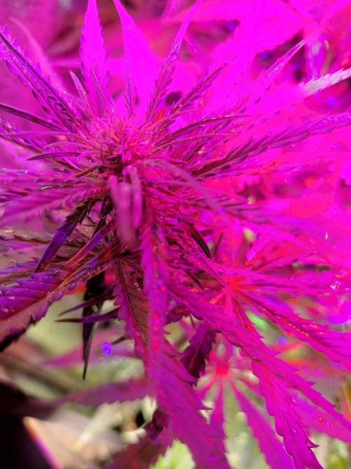 Fast Seeds Winter Season 2025. Week 10 - Sweet skunk under purple lights 