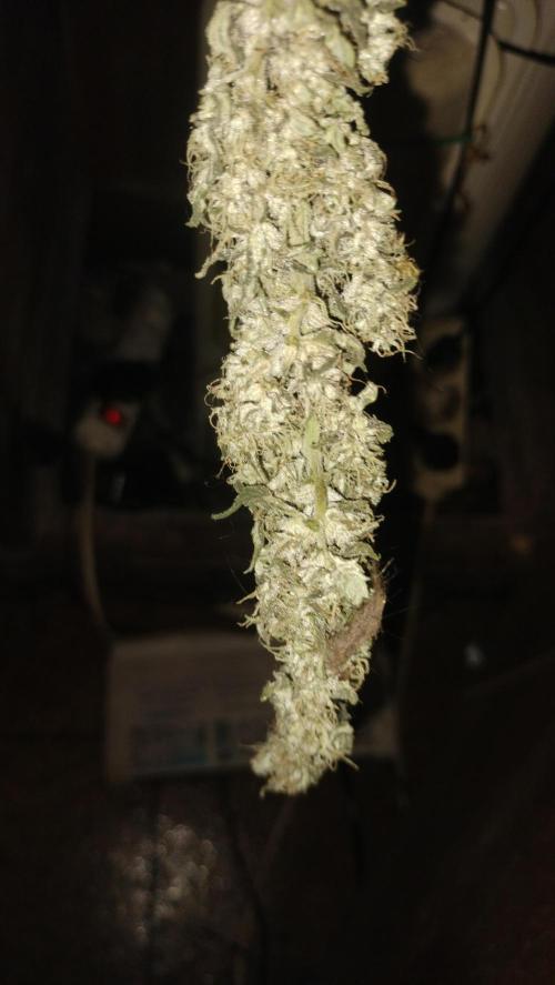 Apricot Candy- Paradise Seeds Bulk 2025. Week 14 - Cola cwbtet