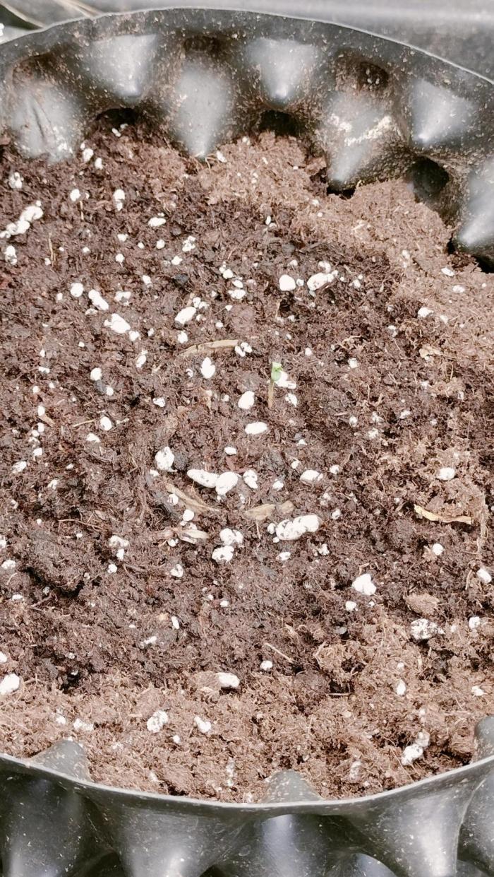 Winter Auto -42 Buds-Purple Lemonade. Week 0 - Purple Lemonade baby 🐥